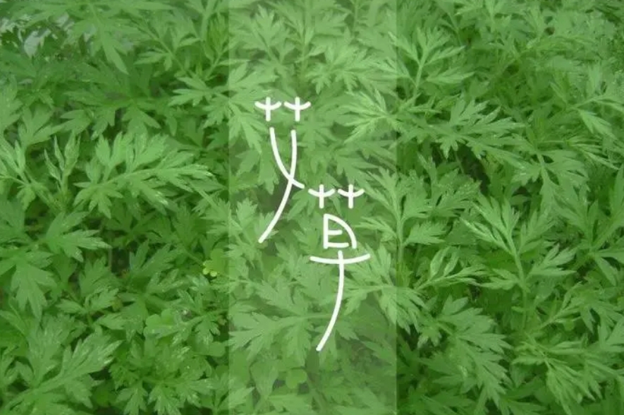 南阳艾草协会 南阳艾草协会